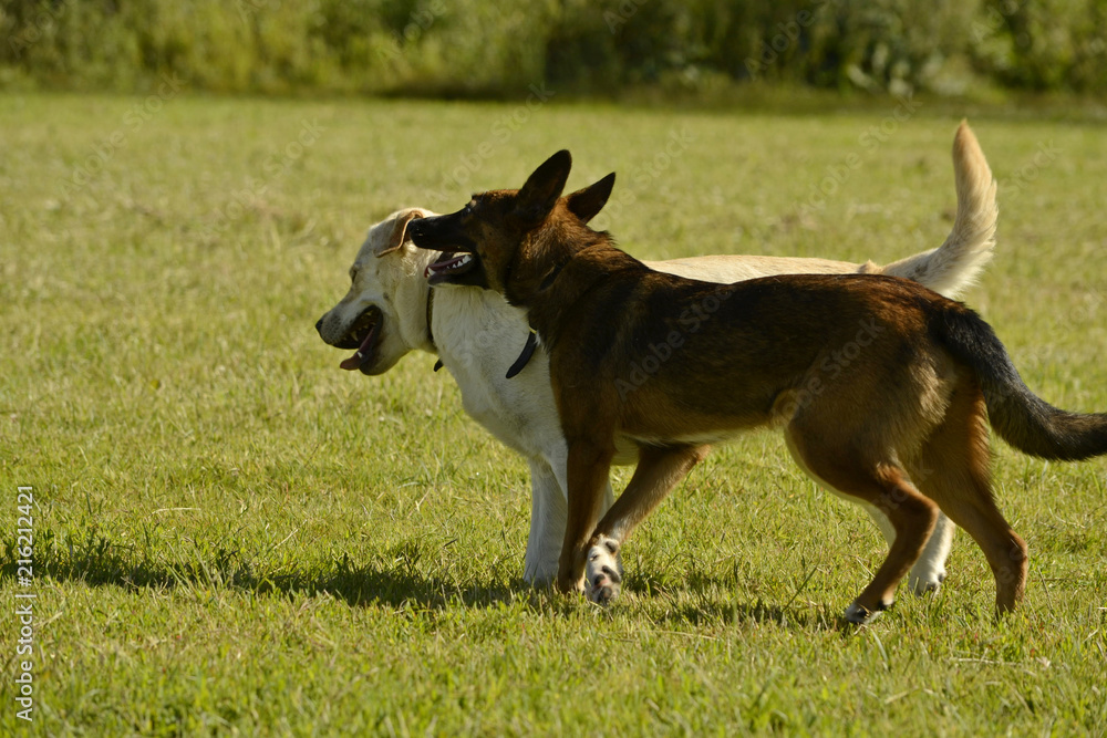 Dogs play with each other. Labrador. Merry fuss puppies. Aggressive dog. Training of dogs. Puppies education, cynology, intensive training of young dogs. Young energetic dog on a walk. Dogs play with each other. Labrador. Merry fuss puppies. Aggressive dog. Training of dogs. Puppies education, cynology, intensive training of young dogs. Young energetic dog on a walk.