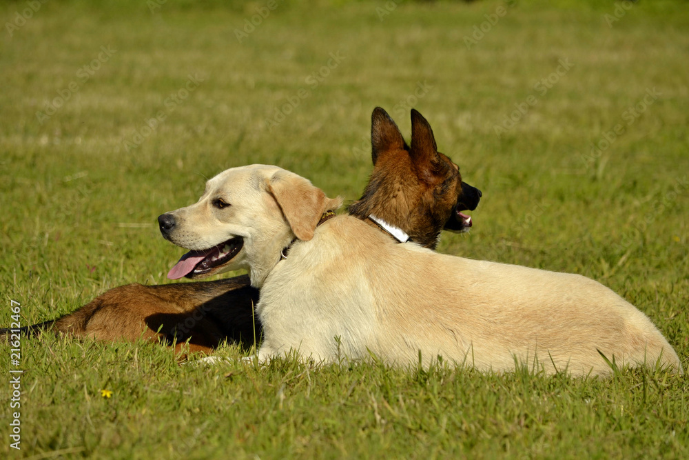 Dogs play with each other. Labrador. Merry fuss puppies. Aggressive dog. Training of dogs.  Puppies education, cynology, intensive training of young dogs. Young energetic dog on a walk. 