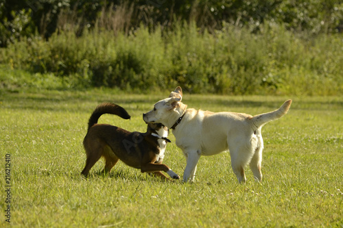 Fototapeta Naklejka Na Ścianę i Meble -  Dogs play with each other. Labrador. Merry fuss puppies. Aggressive dog. Training of dogs.  Puppies education, cynology, intensive training of young dogs. Young energetic dog on a walk. 