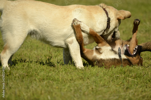 Fototapeta Naklejka Na Ścianę i Meble -  Dogs play with each other. Labrador. Merry fuss puppies. Aggressive dog. Training of dogs.  Puppies education, cynology, intensive training of young dogs. Young energetic dog on a walk. 
