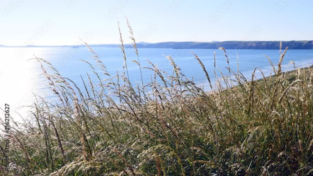 Grasses blowing in the wind Grasses blowing in the wind