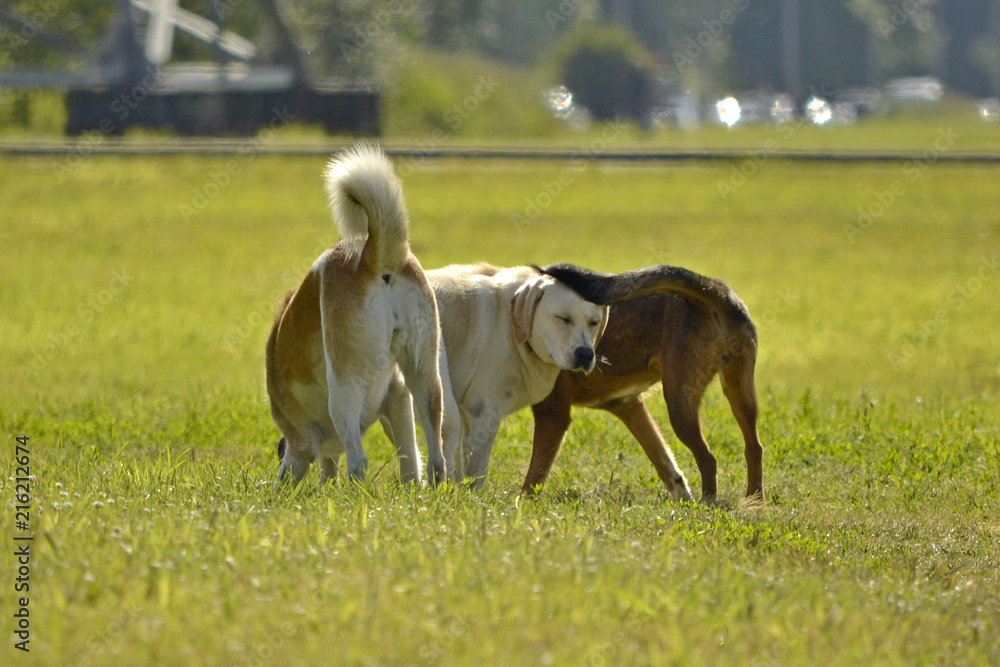 Dogs play with each other. Labrador. Merry fuss puppies. Aggressive dog. Training of dogs.  Puppies education, cynology, intensive training of young dogs. Young energetic dog on a walk. 