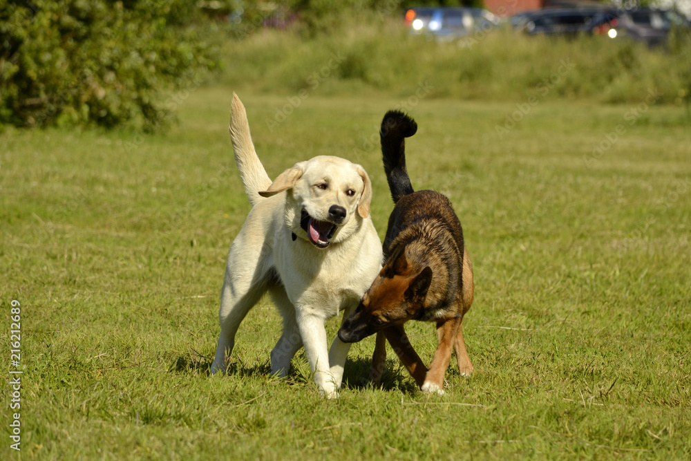 Dogs play with each other. Labrador. Merry fuss puppies. Aggressive dog. Training of dogs.  Puppies education, cynology, intensive training of young dogs. Young energetic dog on a walk. 