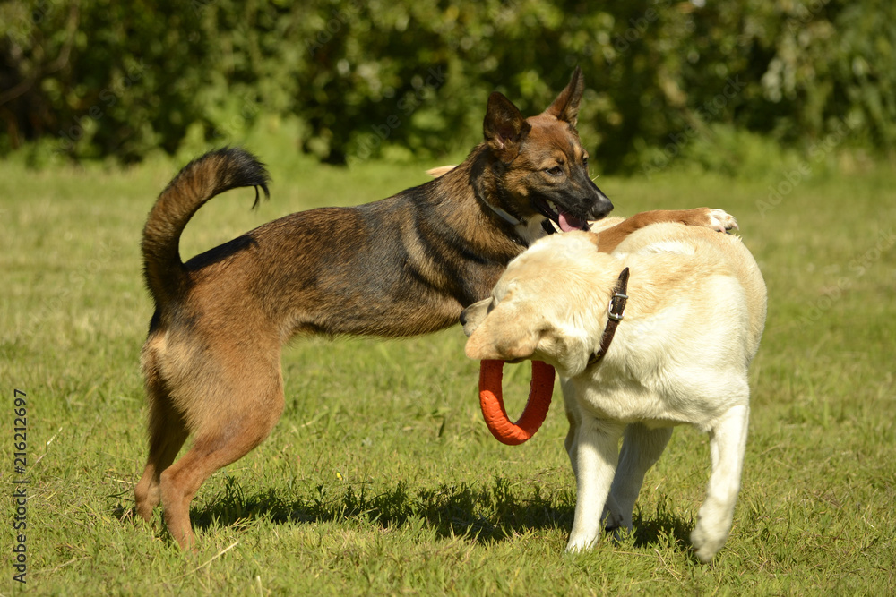 Dogs play with each other. Labrador. Merry fuss puppies. Aggressive dog. Training of dogs. Puppies education, cynology, intensive training of young dogs. Young energetic dog on a walk. Dogs play with each other. Labrador. Merry fuss puppies. Aggressive dog. Training of dogs. Puppies education, cynology, intensive training of young dogs. Young energetic dog on a walk.