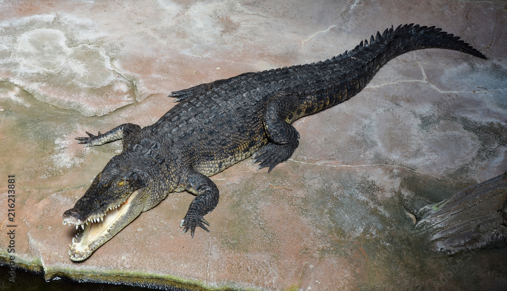 Naklejka premium crocodile with open mouth