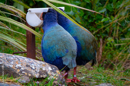 A pair of endangered takahe enjoy their food at the sanctuary photo