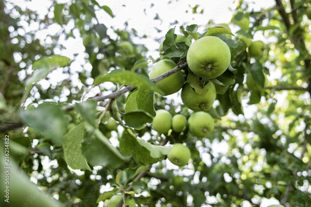 green apples hang on a branch