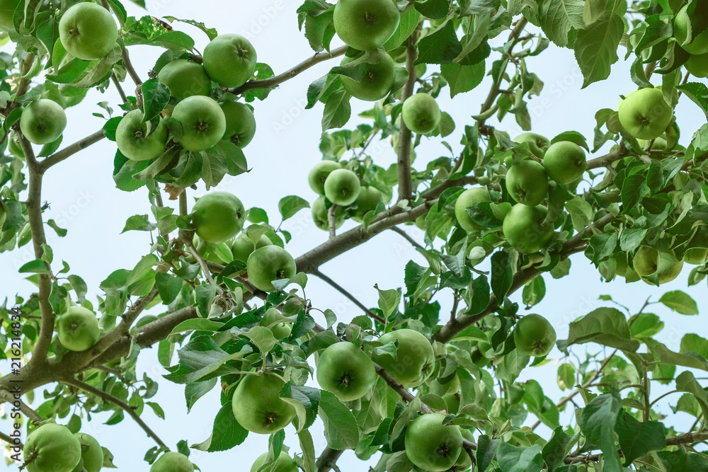 green apples hang on a branch