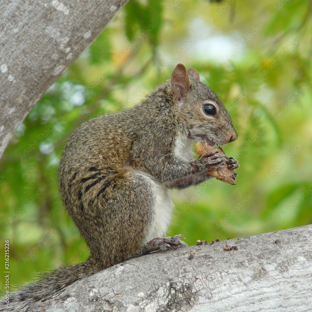 Squirrel Squirrel