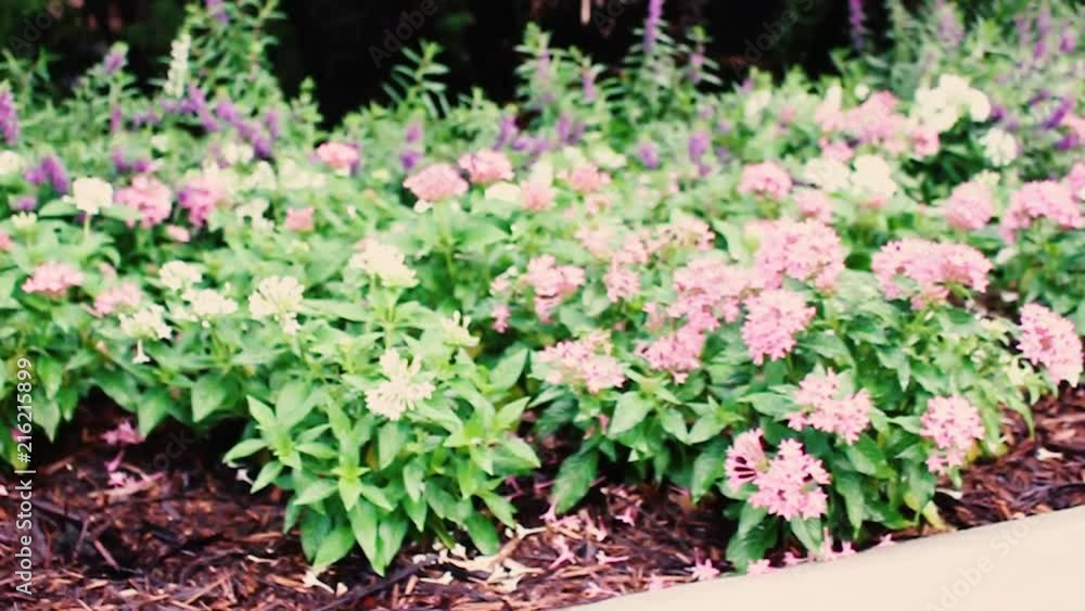 Slow motion capture of beautiful flowers that line the sidewalks of New Orleans, Louisiana Slow motion capture of beautiful flowers that line the sidewalks of New Orleans, Louisiana