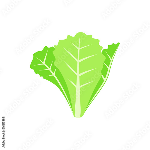 Colorful lettuce clipart cartoon. Lettuce vector illustration.