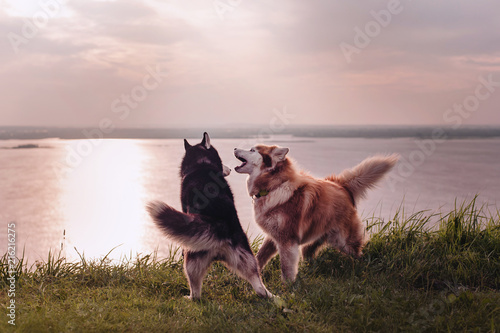 Foto Two siberian huskies playing with beautiful river sunset background