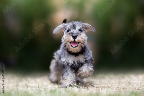 Miniature puppy Schnauzer at Play photo