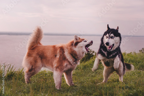 Siberian husky try to bite another husky photo