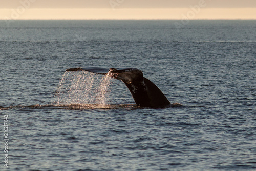 Humpback whale tail