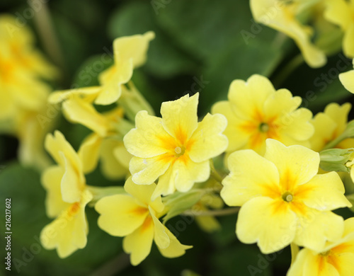 beautiful flowers in the garden 