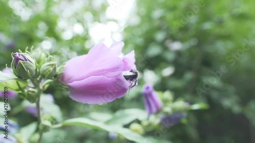 Wallpaper Mural Bee crawls out of pink flower, almost falls, and returns in the flower.
In slow motion. Torontodigital.ca