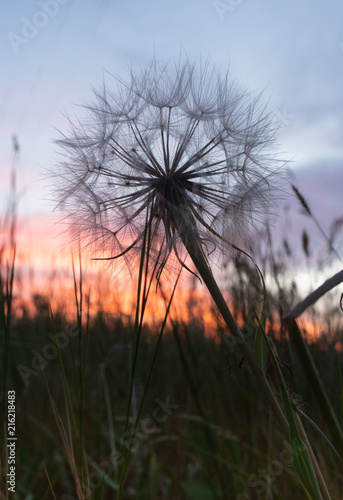 Close Up of a Dried Dandelion Blossom with a Blue, Lavender and Orange Sunset in the Background
