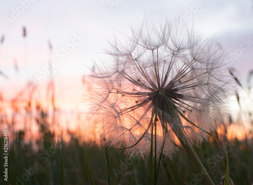Close Up of a Dried Dandelion Blossom with an orange and lavender sunset in the background.