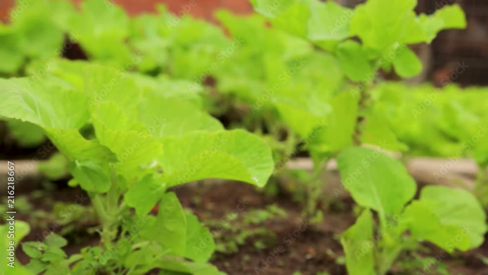 Cabbage Farm Close-up with Green Vegetables Background, Camera Pan Move Right to Left Cabbage Farm Close-up with Green Vegetables Background, Camera Pan Move Right to Left