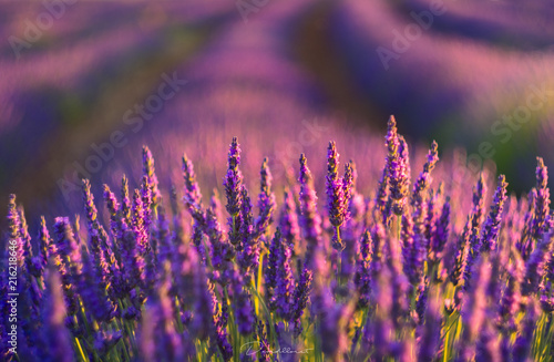 Lavender fields in the region of Moratalla, Murcia // Campos de lavanda - Moratalla, Murcia