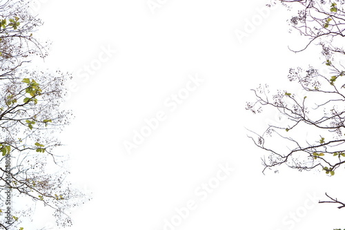 Green plants in summer, background white sky and bright cloud for texture.