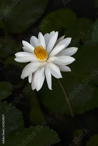 White Lotus Flower Growing in a Pond. The white lotus flower and pink lotus flower from the Nelumbo family are seen as meaning purity and devotion. 
