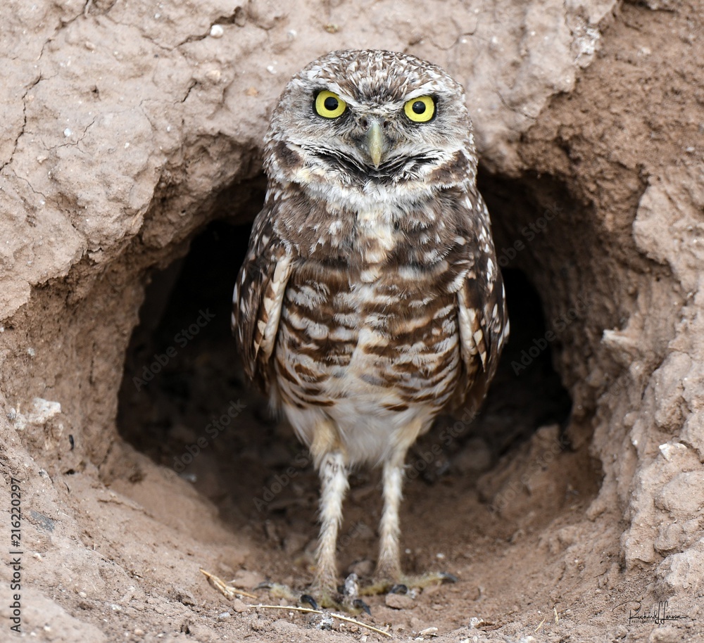 Fotografija Burrowing Owl