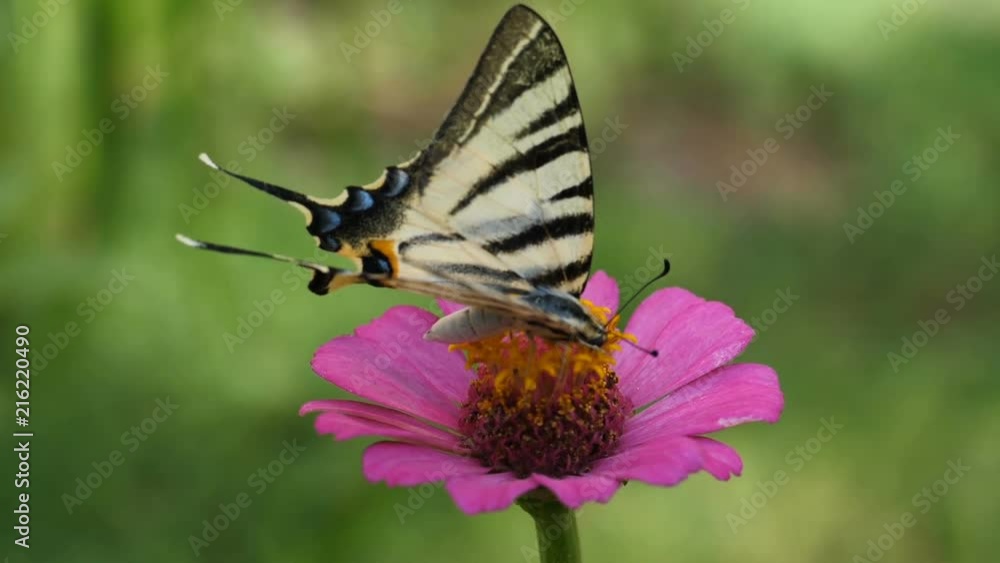 Macro shot of a butterfly on a flower. Flight of the butterfly in slow motion. Macro shot of a butterfly on a flower. Flight of the butterfly in slow motion.