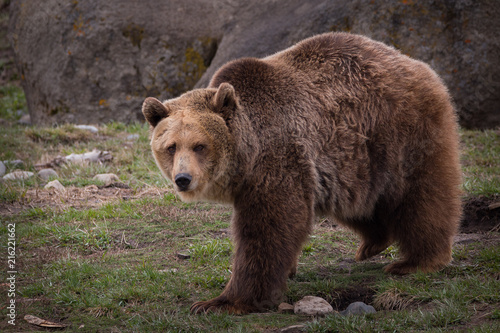 Grizzly brown bear female