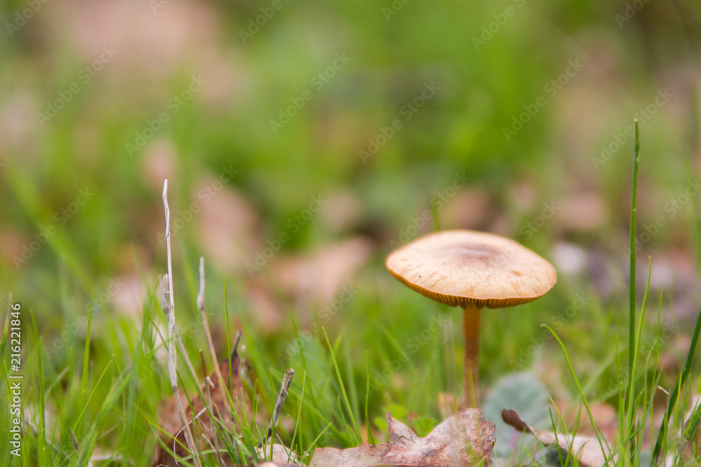 Small fungus growing in grass Small fungus growing in grass
