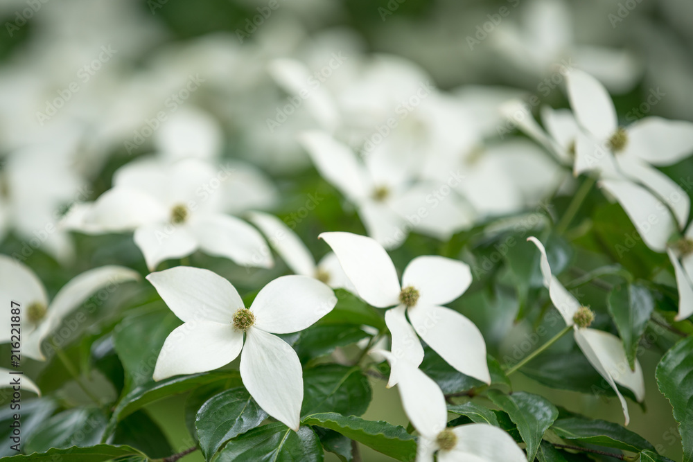 White lily flower bush White lily flower bush