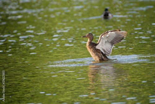 Duck with wings spread attempting a lift off