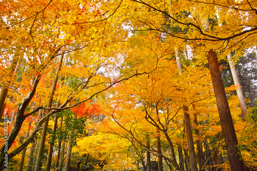 紅葉シーズンの京都、紅葉の森