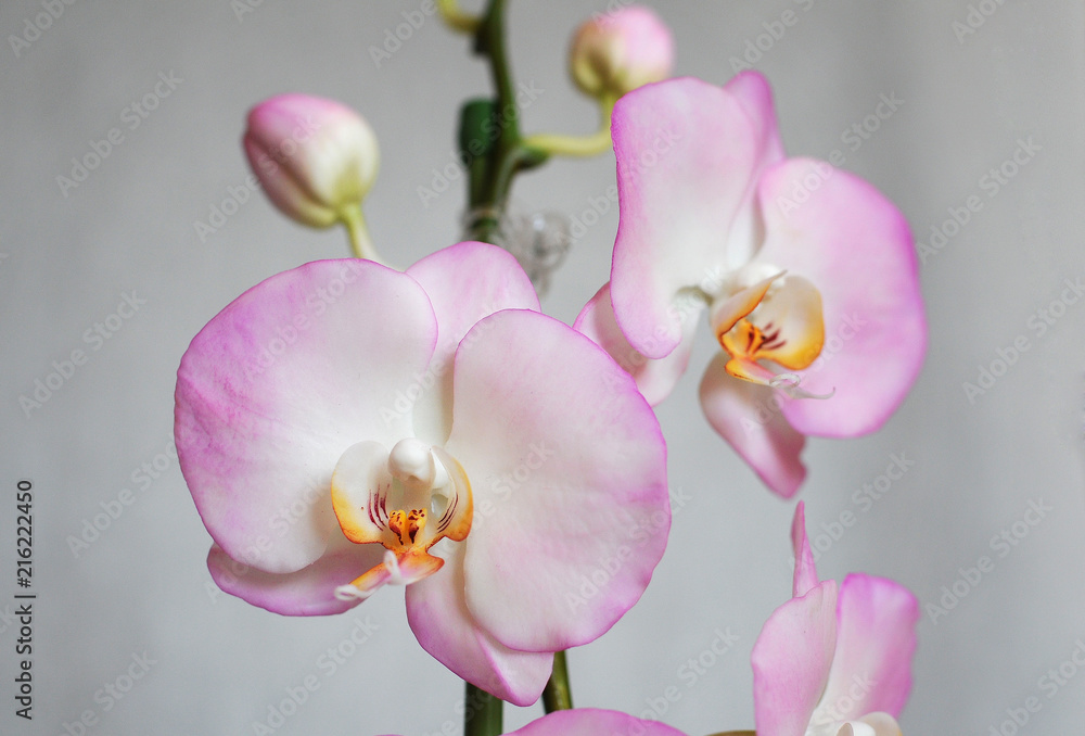 Obraz premium Artificial flowers, phalaenopsis.