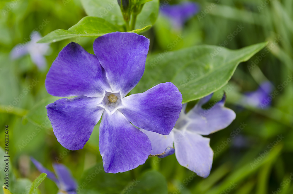 Flor violeta de cinco pétalos con fondo desenfocado Stock Photo | Adobe  Stock