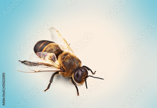 Bee on the wooden desk