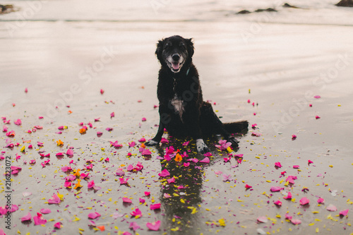 dog in flowers photo