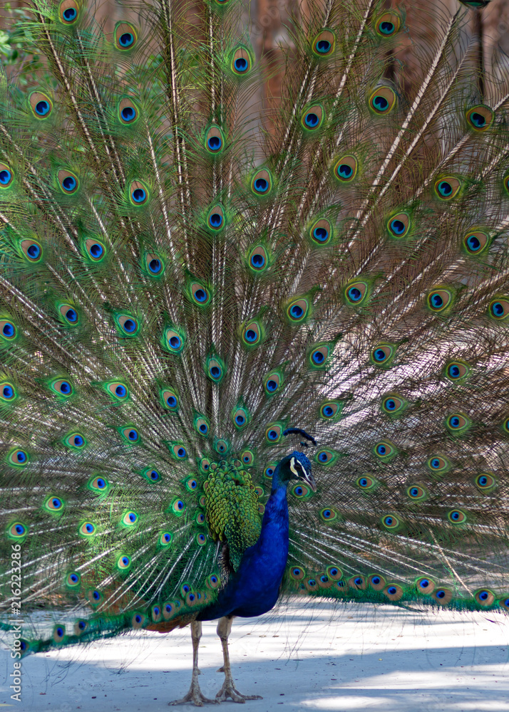 Obraz premium Peacock Closeup
