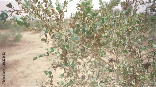 Footage of a plant from the African Savanna photo