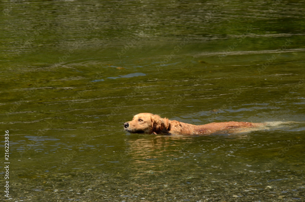 Golden Labrador Retriever Swimming in Lake