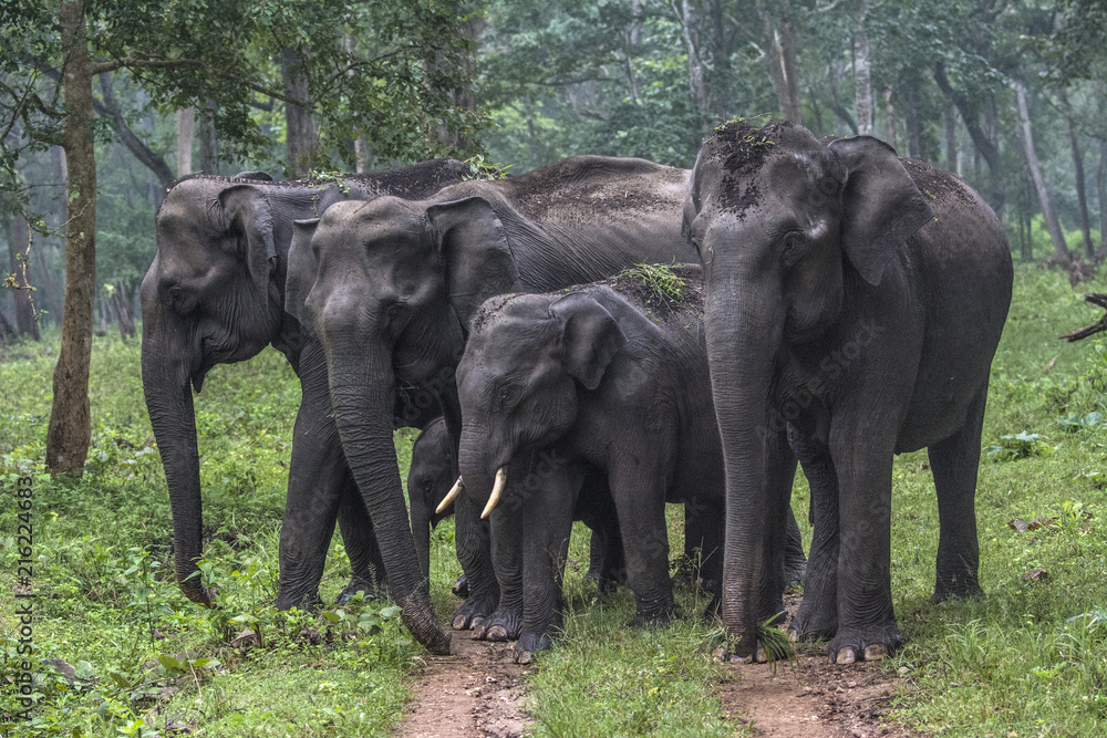 Fototapeta premium Elephant Family