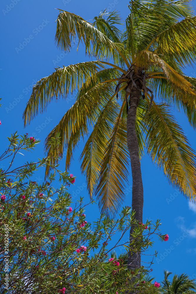 Fototapeta premium Palm Tree and Flowers