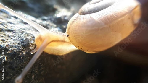 The sunlight shines through the snail and its shell photo