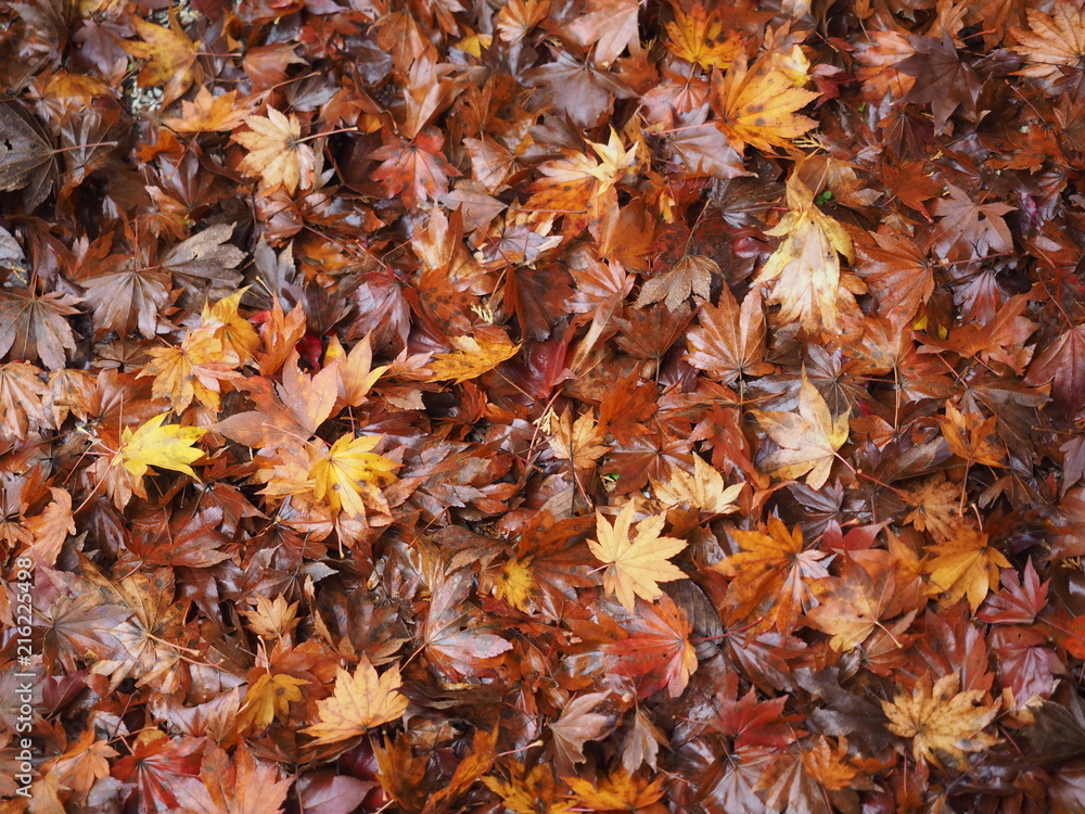 雨上がりの紅葉落ち葉の絨毯stock Photo Adobe Stock 雨上がりの紅葉落ち葉の絨毯stock Photo Adobe Stock