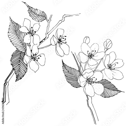 Apple tree in a vector style isolated. Full name of the plant: Apple tree. Vector flower for background, texture, wrapper pattern, frame or border.