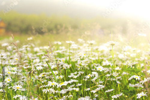 Wild chamomile flowers on a field on a sunny day. shallow depth of field