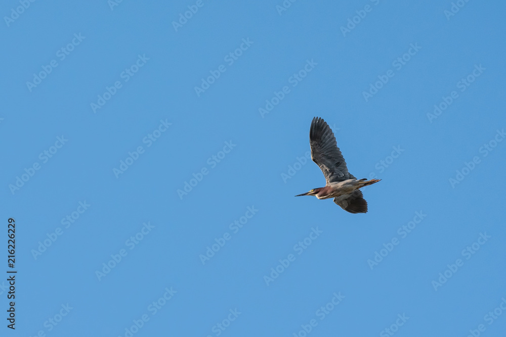 Obraz premium Bird Flying