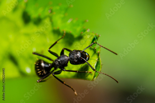 Ant on Leaf © Rani