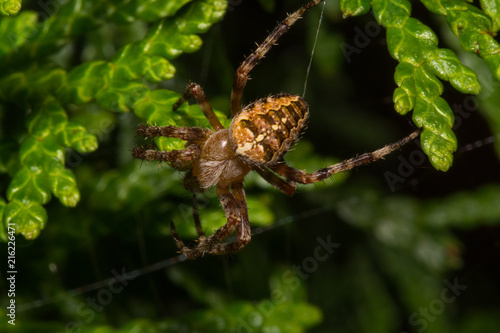 Spider Hanging On Web